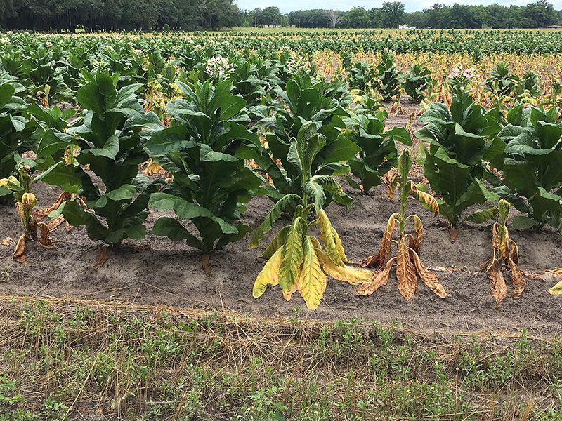 Dry weather helps Georgia tobacco producers fight black shank disease